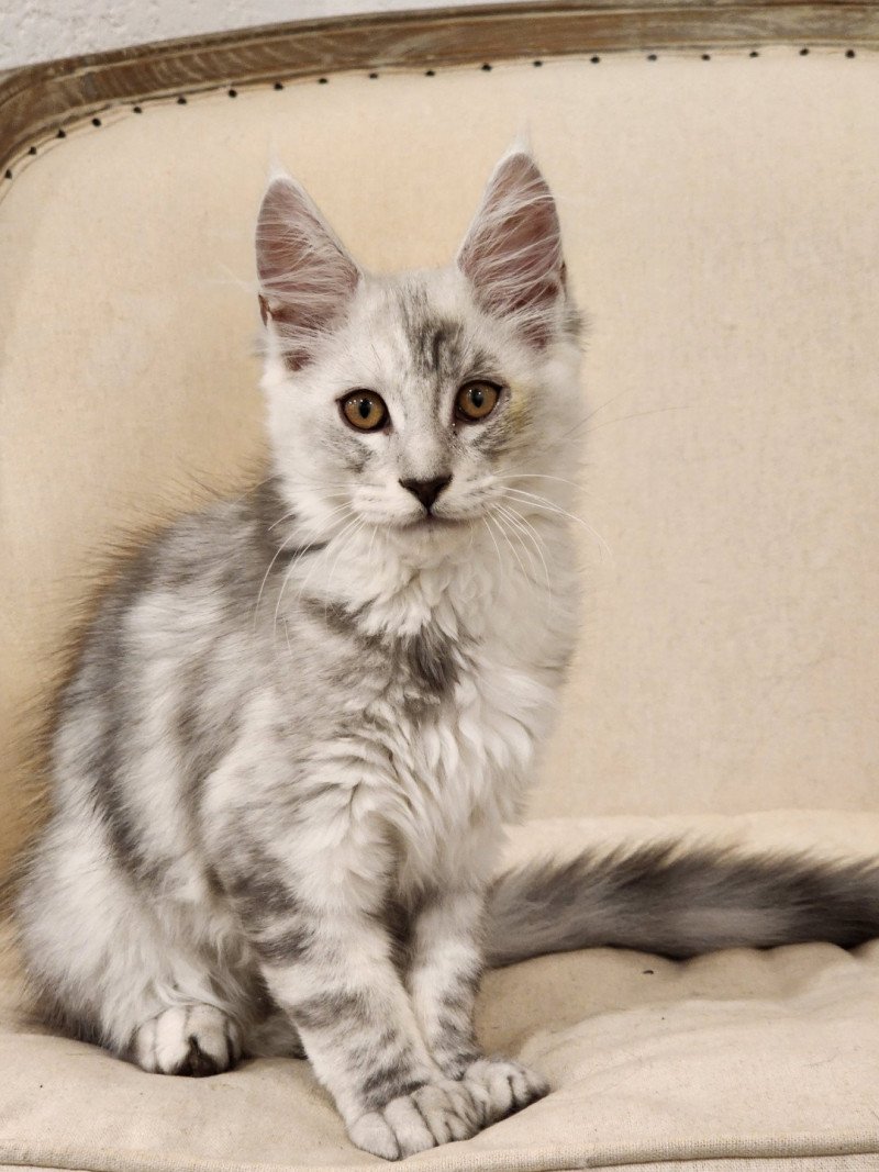 Appolon du rêve d'Aliléa Mâle Maine coon