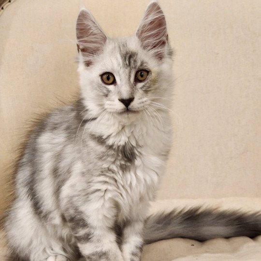 Appolon du rêve d'Aliléa Mâle Maine coon