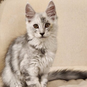 chaton Maine coon black silver ticked tabby Appolon Chatterie du rêve d'Aliléa