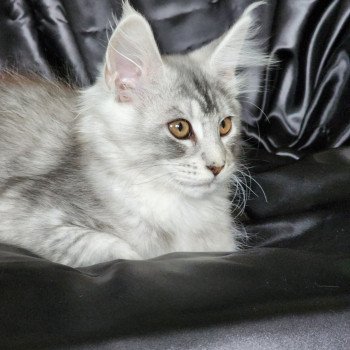 chaton Maine coon black silver ticked tabby Arthémis Chatterie du rêve d'Aliléa