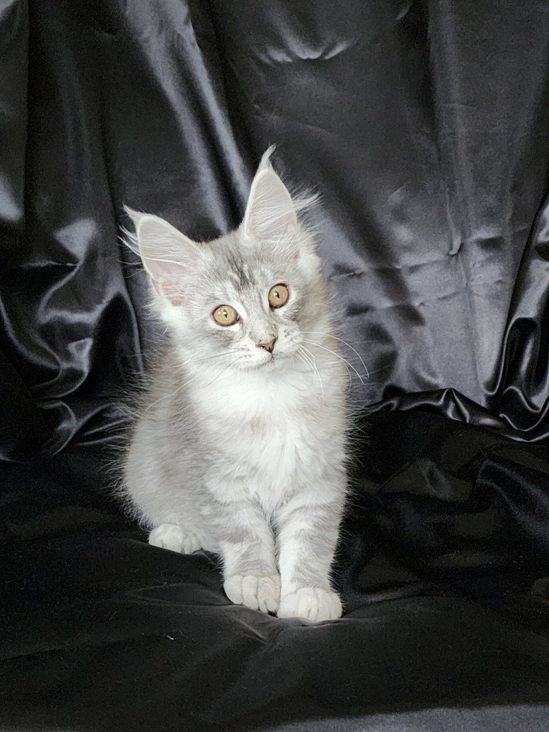Arthémis du rêve d'Aliléa Femelle Maine coon