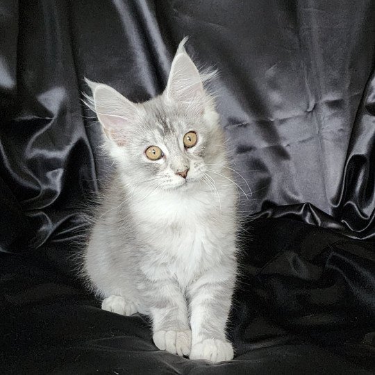 Arthémis du rêve d'Aliléa Femelle Maine coon