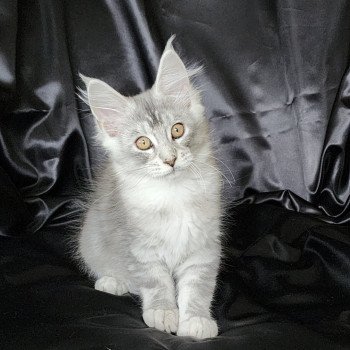 chaton Maine coon black silver ticked tabby Arthémis Chatterie du rêve d'Aliléa
