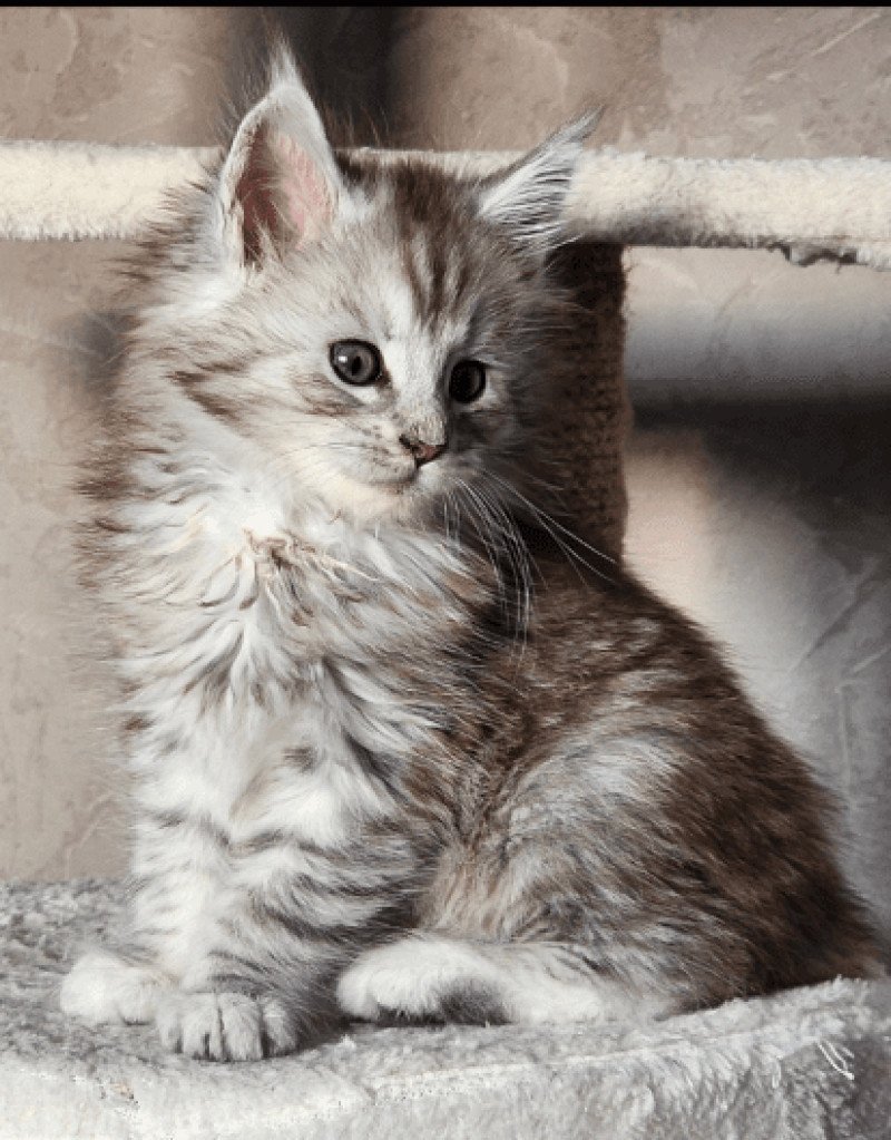 Austin du rêve d'Aliléa Mâle Maine coon