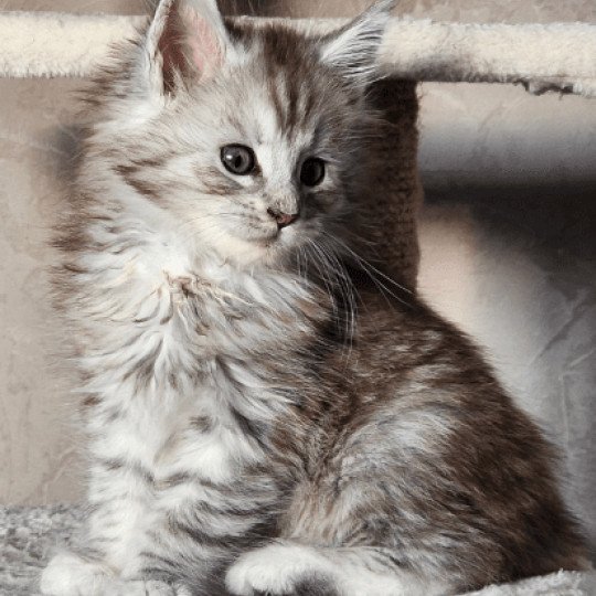 Austin du rêve d'Aliléa Mâle Maine coon