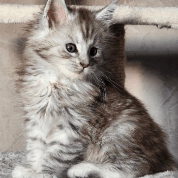 chaton Maine coon Austin Chatterie du rêve d'Aliléa