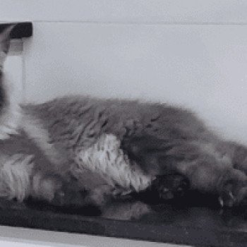 chat Maine coon black smoke Awa Chatterie du rêve d'Aliléa