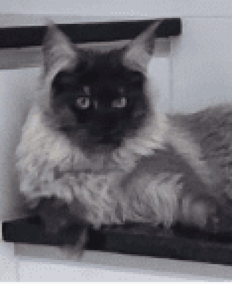 Awa du rêve d'Aliléa Femelle Maine coon