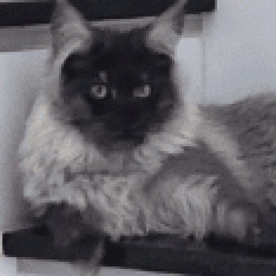 Awa du rêve d'Aliléa Femelle Maine coon