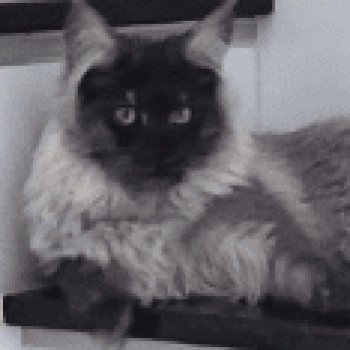 chat Maine coon black smoke Awa Chatterie du rêve d'Aliléa