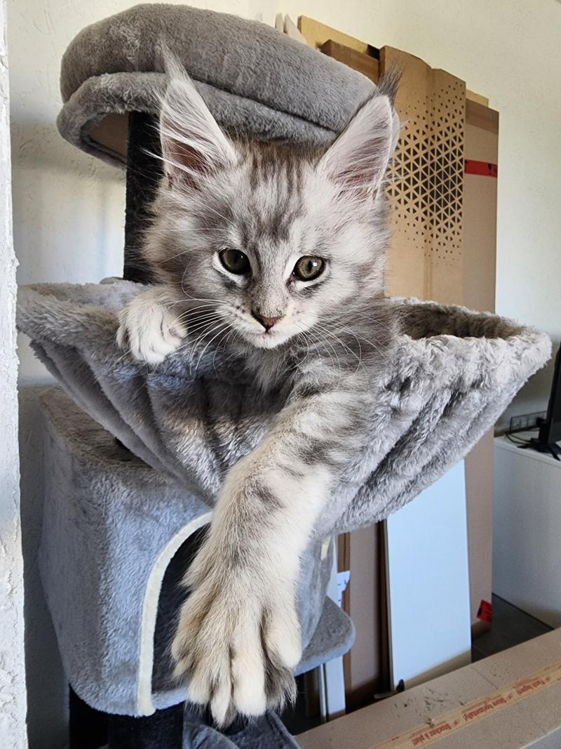 Baghera du rêve d'Aliléa Mâle Maine coon