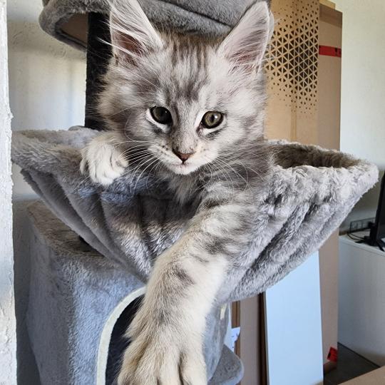 Baghera du rêve d'Aliléa Mâle Maine coon