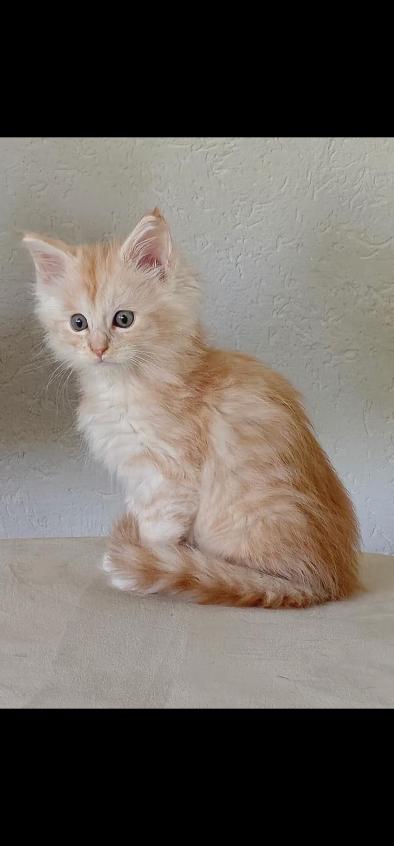Nougat du rêve d'Aliléa Mâle Maine coon