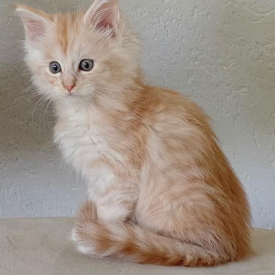 Nougat du rêve d'Aliléa Mâle Maine coon