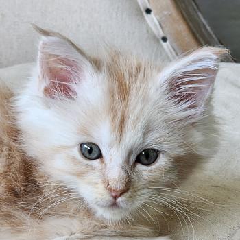 chaton Maine coon red silver mackerel tabby Nougat Chatterie du rêve d'Aliléa