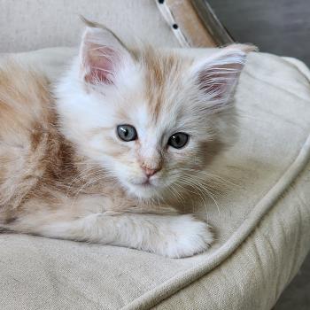 chaton Maine coon red silver mackerel tabby Nougat Chatterie du rêve d'Aliléa