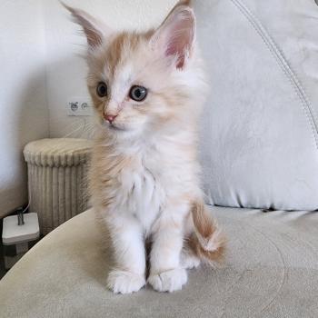 chaton Maine coon red silver mackerel tabby Nougat Chatterie du rêve d'Aliléa