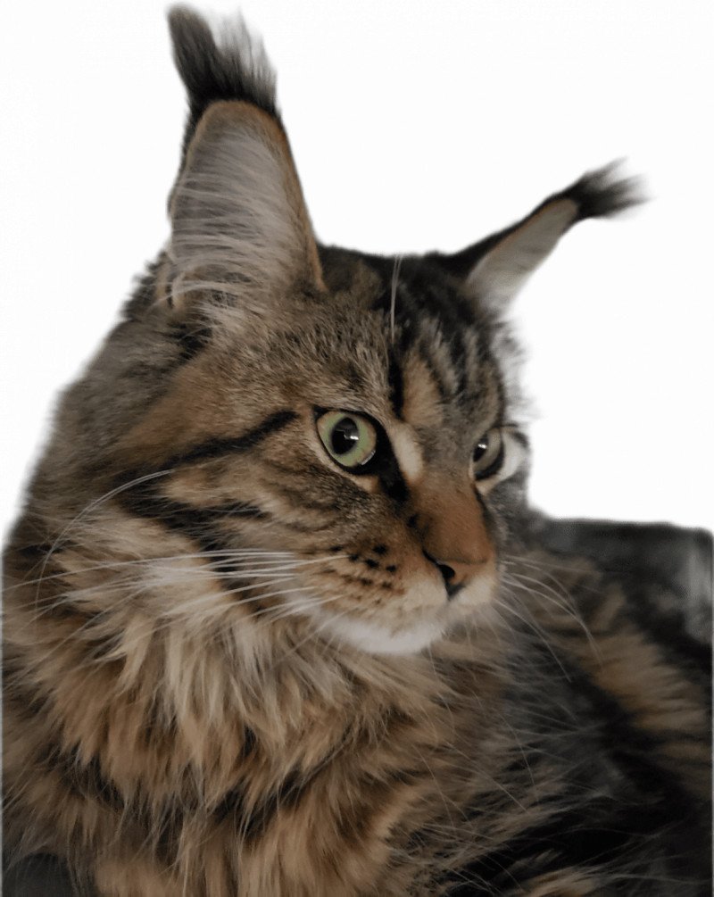 shaina de la Foret de Raina Femelle Maine coon shaina de la Foret de Raina Femelle Maine coon