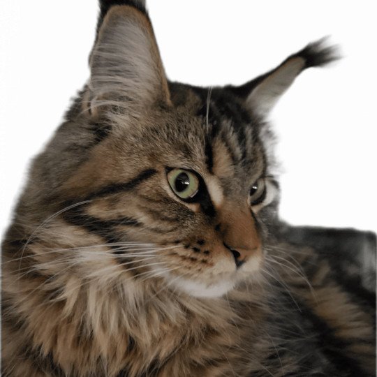 shaina de la Foret de Raina Femelle Maine coon
