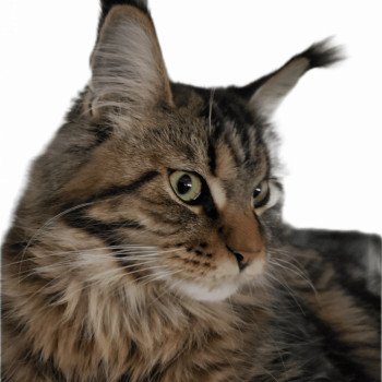 chat Maine coon brown blotched tabby Shaïna Cynthia BOLLY chat Maine coon brown blotched tabby Shaïna Cynthia BOLLY