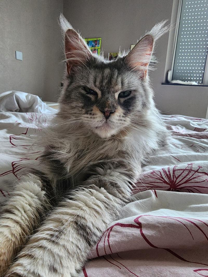 Teal des Sept Lotus Femelle Maine coon