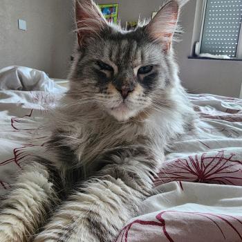 chat Maine coon Teal Chatterie du rêve d'Aliléa