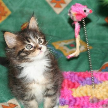 chaton Maine coon brown blotched tabby & blanc Tiger Chatterie du rêve d'Aliléa chaton Maine coon brown blotched tabby & blanc Tiger Chatterie du rêve d'Aliléa