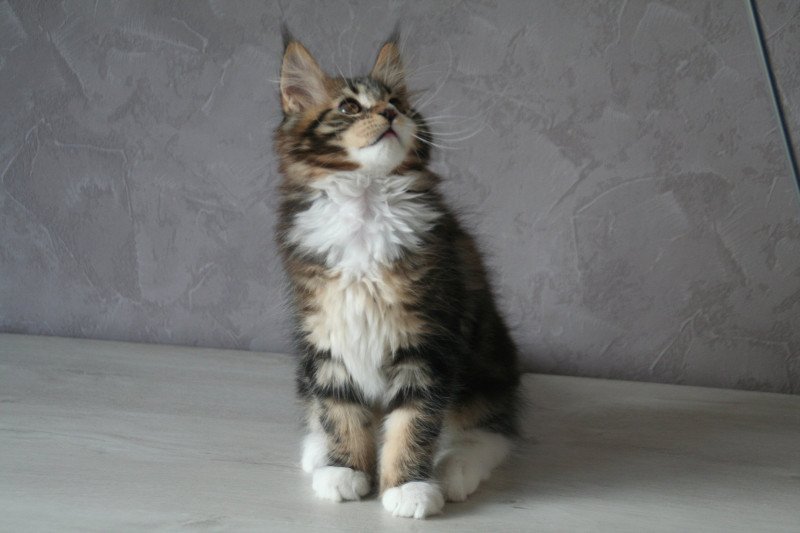 Tiger du rêve d'Aliléa Mâle Maine coon Tiger du rêve d'Aliléa Mâle Maine coon