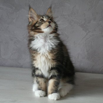 chaton Maine coon brown blotched tabby & blanc Tiger Chatterie du rêve d'Aliléa chaton Maine coon brown blotched tabby & blanc Tiger Chatterie du rêve d'Aliléa