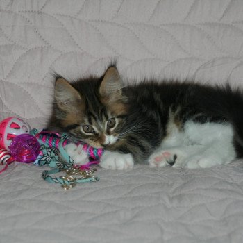 chaton Maine coon brown blotched tabby & blanc Tiger Chatterie du rêve d'Aliléa chaton Maine coon brown blotched tabby & blanc Tiger Chatterie du rêve d'Aliléa