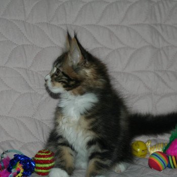 chaton Maine coon brown blotched tabby & blanc Tiger Chatterie du rêve d'Aliléa chaton Maine coon brown blotched tabby & blanc Tiger Chatterie du rêve d'Aliléa