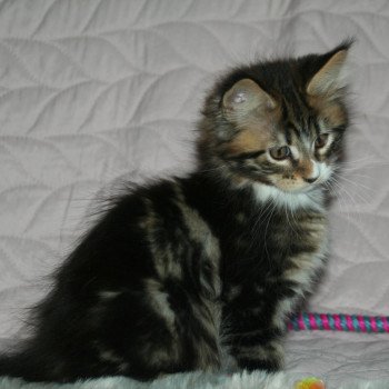 chaton Maine coon brown blotched tabby & blanc Tiger Chatterie du rêve d'Aliléa chaton Maine coon brown blotched tabby & blanc Tiger Chatterie du rêve d'Aliléa