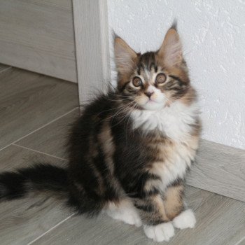 chaton Maine coon brown blotched tabby & blanc Tiger Chatterie du rêve d'Aliléa chaton Maine coon brown blotched tabby & blanc Tiger Chatterie du rêve d'Aliléa