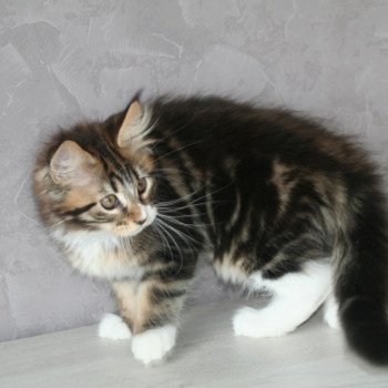 chaton Maine coon brown blotched tabby & blanc Tiger Chatterie du rêve d'Aliléa chaton Maine coon brown blotched tabby & blanc Tiger Chatterie du rêve d'Aliléa