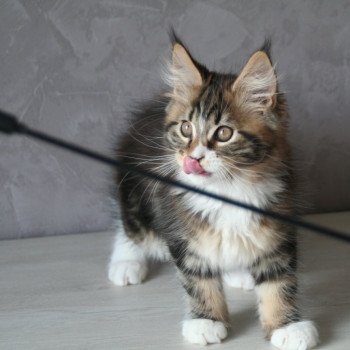 chaton Maine coon brown blotched tabby & blanc Tiger Chatterie du rêve d'Aliléa chaton Maine coon brown blotched tabby & blanc Tiger Chatterie du rêve d'Aliléa