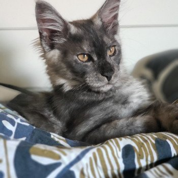 chat Maine coon black smoke Ugolin Chatterie du rêve d'Aliléa