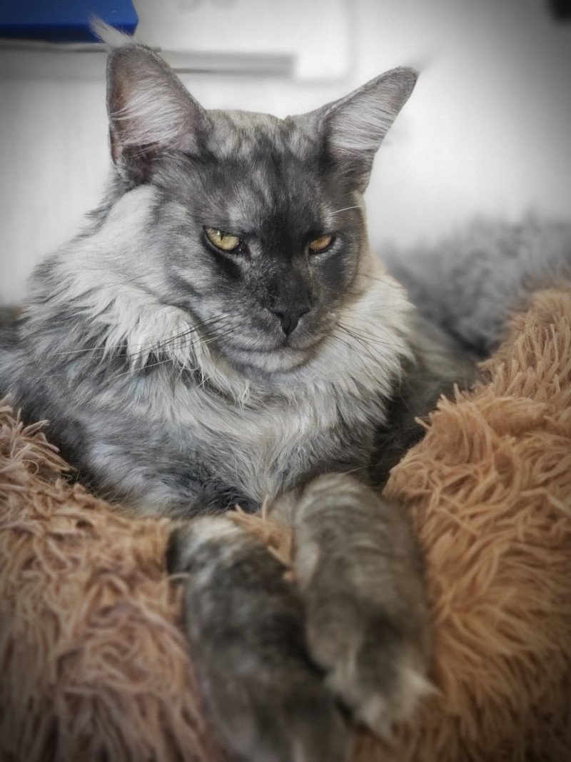 Ugolin des Coon's Holliday Mâle Maine coon