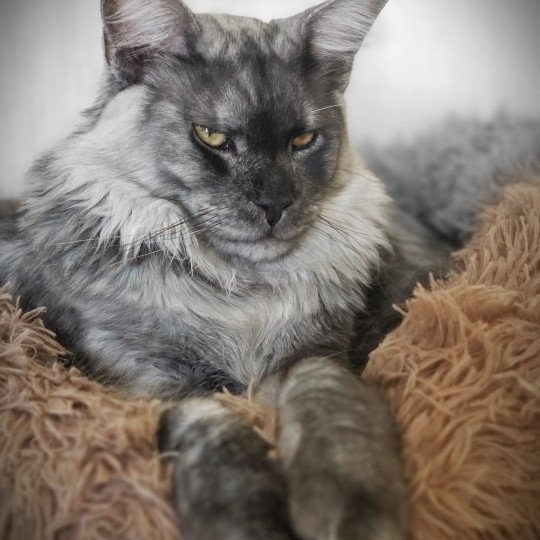 Ugolin des Coon's Holliday Mâle Maine coon