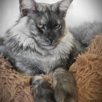 chat Maine coon black smoke Ugolin Chatterie du rêve d'Aliléa