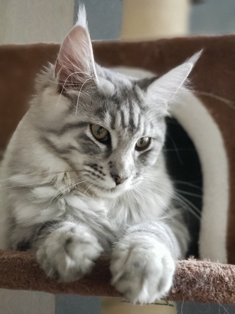 Utopia des Coons de Crémont du rêve d'Aliléa Femelle Maine coon Utopia des Coons de Crémont du rêve d'Aliléa Femelle Maine coon