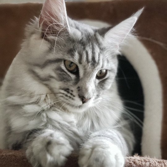 Utopia des Coons de Crémont du rêve d'Aliléa Femelle Maine coon