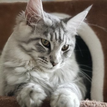 chat Maine coon black silver mackerel tabby Utopia des Coons de Crémont Chatterie du rêve d'Aliléa chat Maine coon black silver mackerel tabby Utopia des Coons de Crémont Chatterie du rêve d'Aliléa