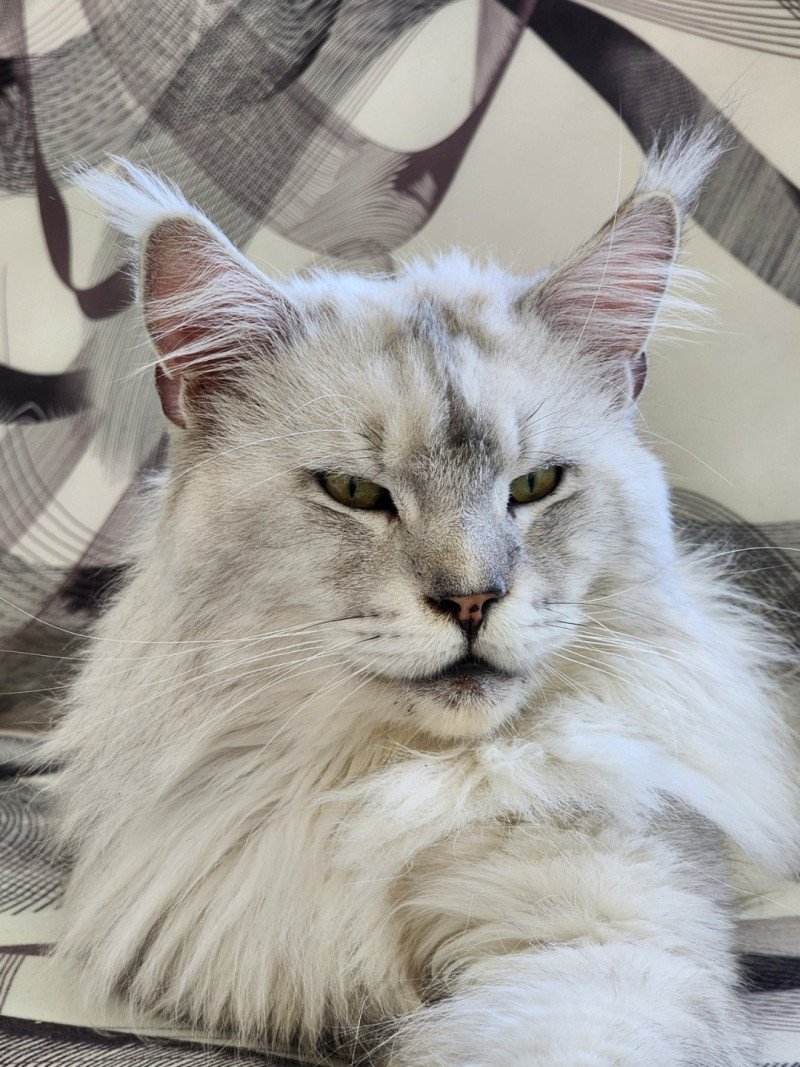 White Moon Mâle Maine coon