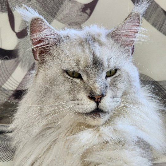 White Moon Mâle Maine coon